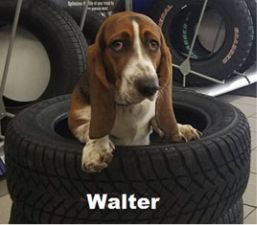 Walter